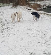 happy-pack-hondenuitlaatservice-p-j-rennen-sneeuw