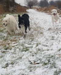 happy-pack-hondenuitlaatservice-sneeuwpret-j-p-t